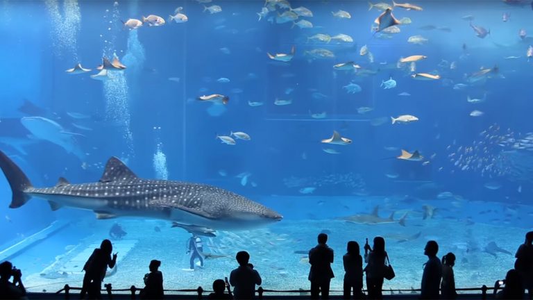 Kuroshio Sea – a világ második legnagyobb akváriuma